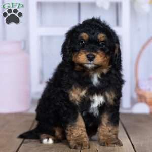 Simba, Mini Bernedoodle Puppy